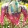 Kufiya - colourful-batik-tiedye 02 - Unicorn Sun - Shemagh - Arafat scarf